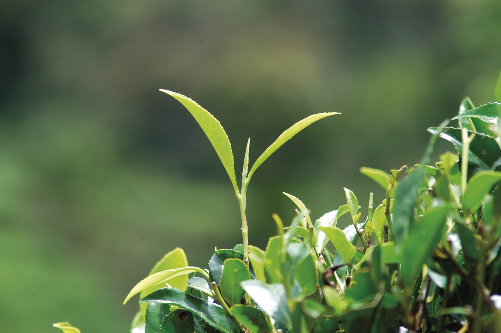 Hoja de té recién recolectada — Ronnefeldt