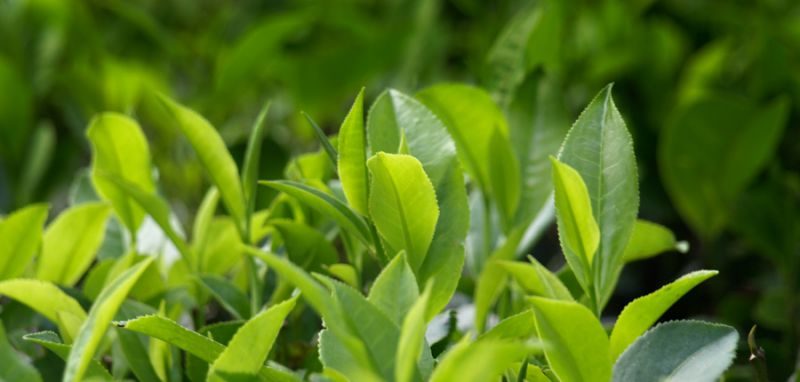 Jardín de té Ronnefeldt — cultivo sostenible