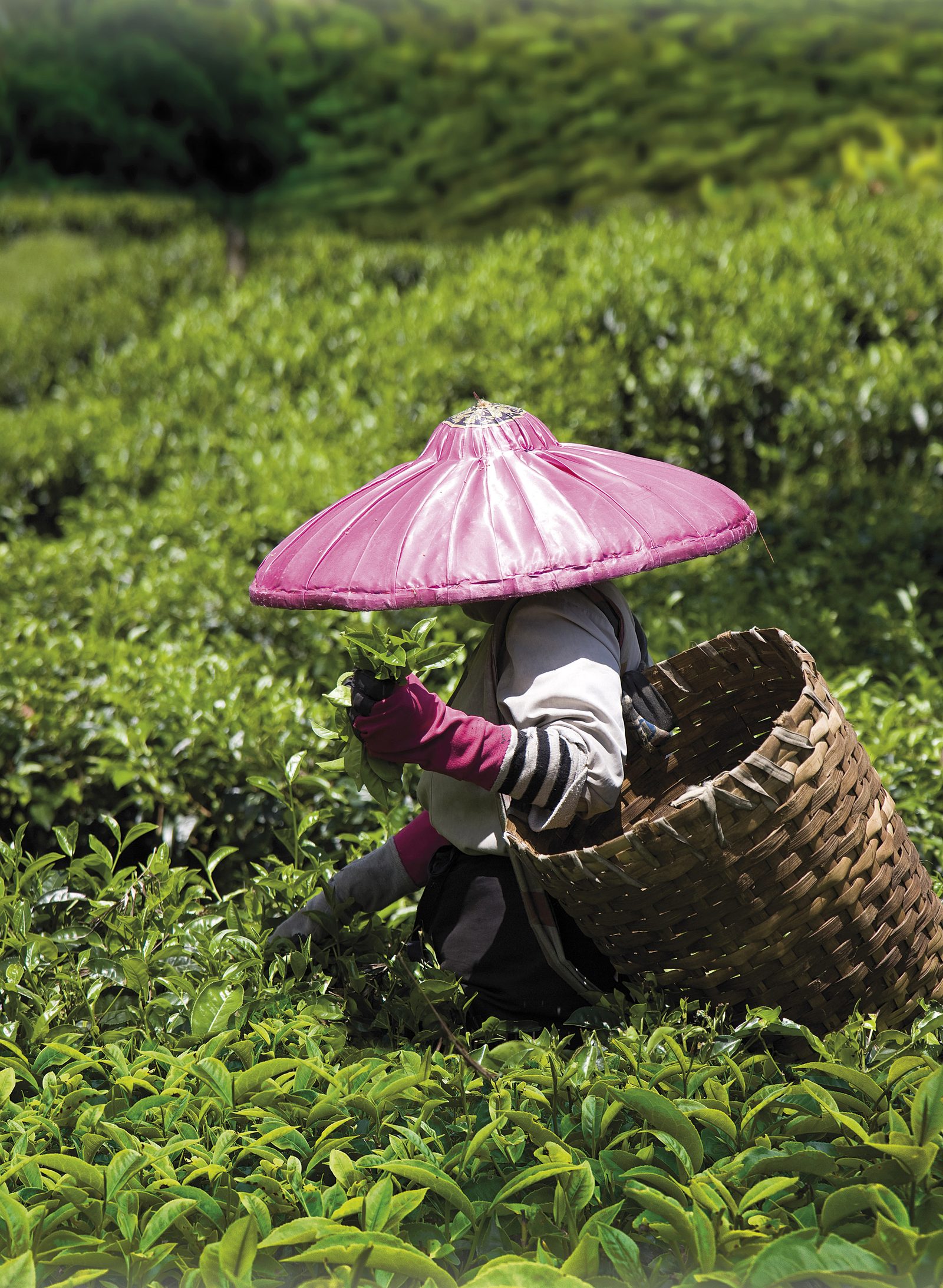 Recolectora de té en el jardín — Ronnefeldt